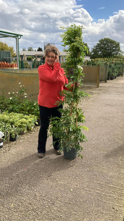 Wisteria Floribunda Rosea 10 Litre Pot