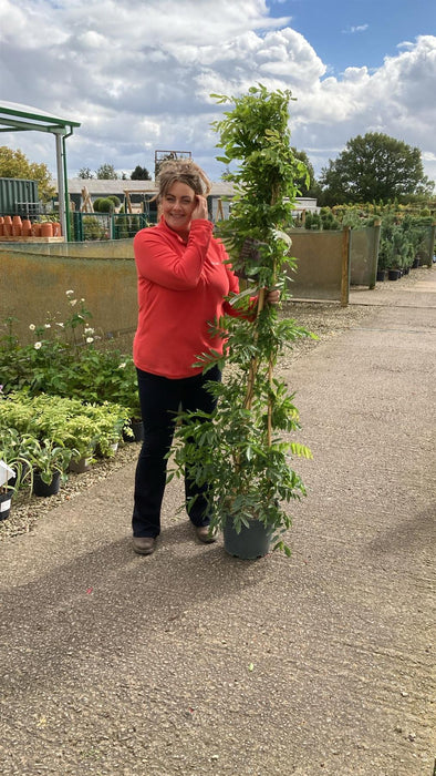 Wisteria Floribunda Rosea 10 Litre Pot