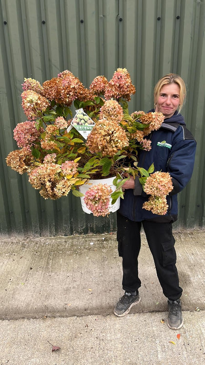 Hydrangea Paniculata Little Lime 10 Litre Pot
