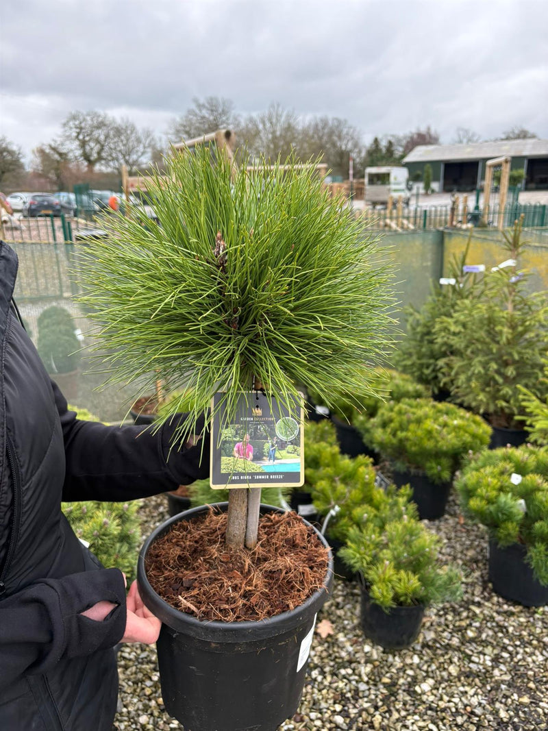 Pinus Nigra Summer Breeze 6 Litre Pot 20cm Stem