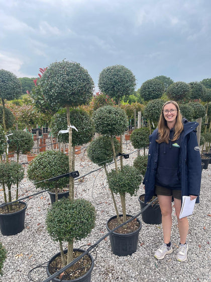 Ligustrum Delavayanum 4 Ball Multi-Stemmed Cloud Tree160/170cm Tall