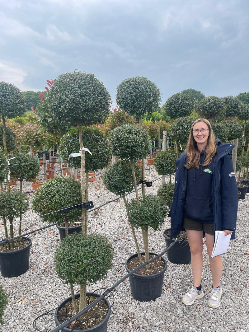 Ligustrum Delavayanum 4 Ball Multi-Stemmed Cloud Tree160/170cm Tall