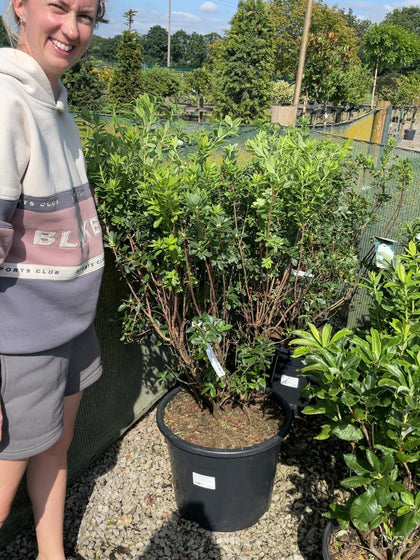 Azalea mollis 'Whitethroat' - Deciduous Azalea 40 Litre Pot Specimen