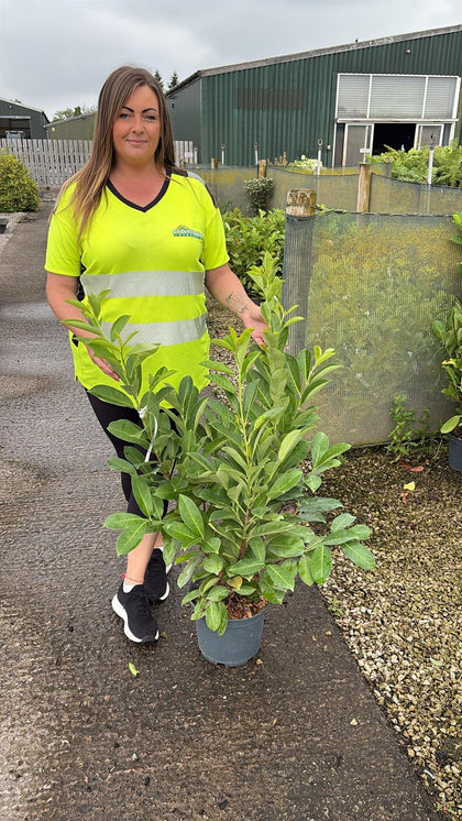 Pallet Deal Laurel Hedging 7.5 Litre Pot 80/100cm x 50