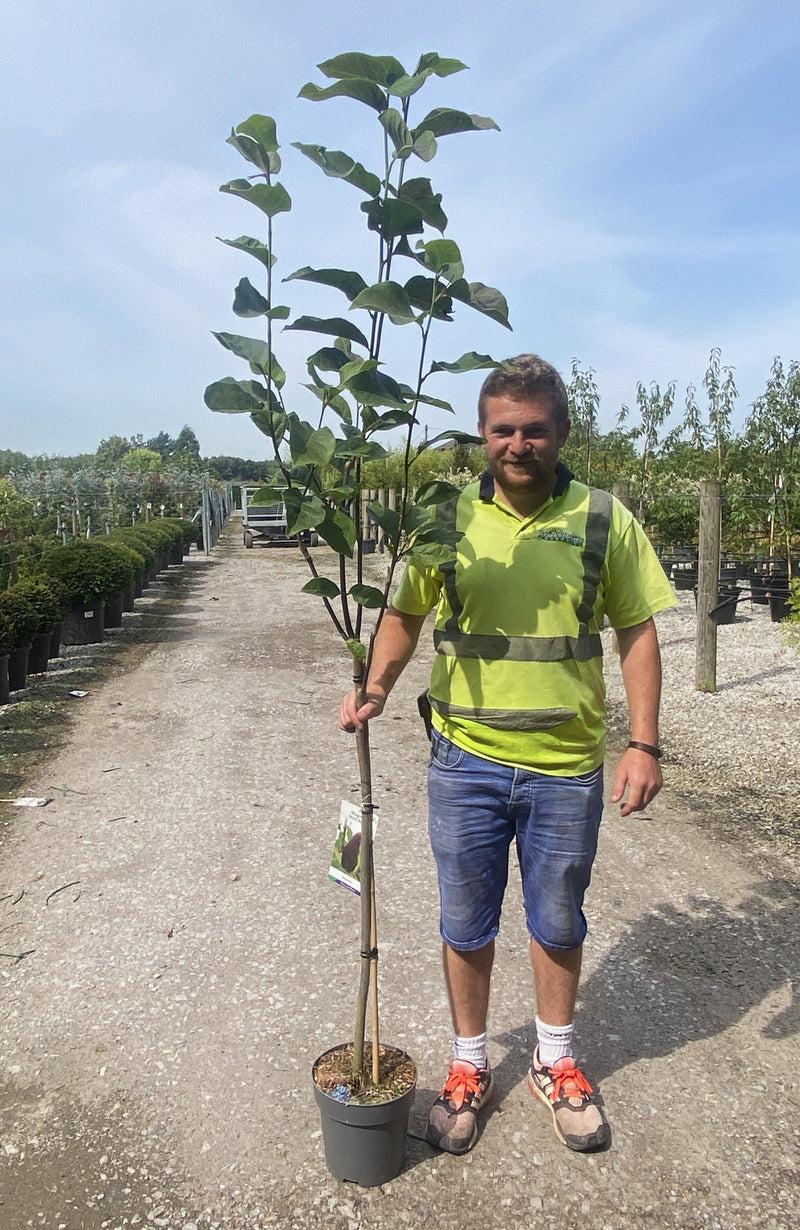 Magnolia Black Beauty 12 Litre Pot 1/2 Standard