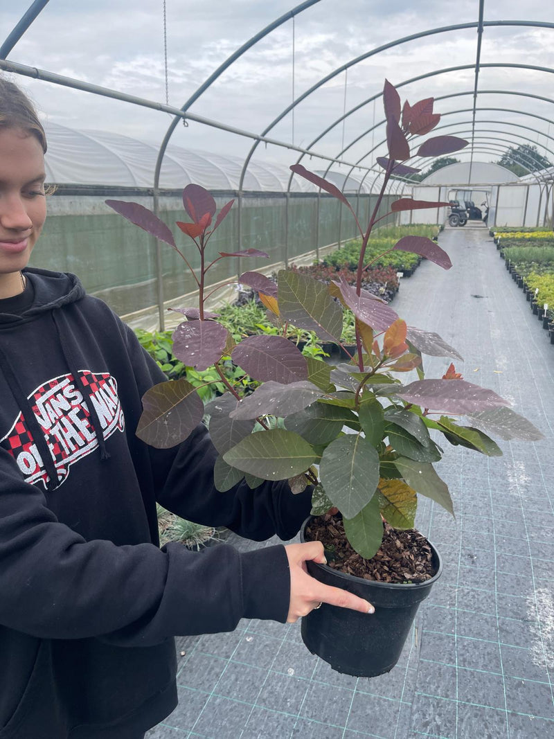 Cotinus Grace 3 Litre Pot
