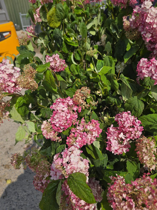 Hydrangea a. Candybelle Bubblegum 20 Litre Pot 80/100