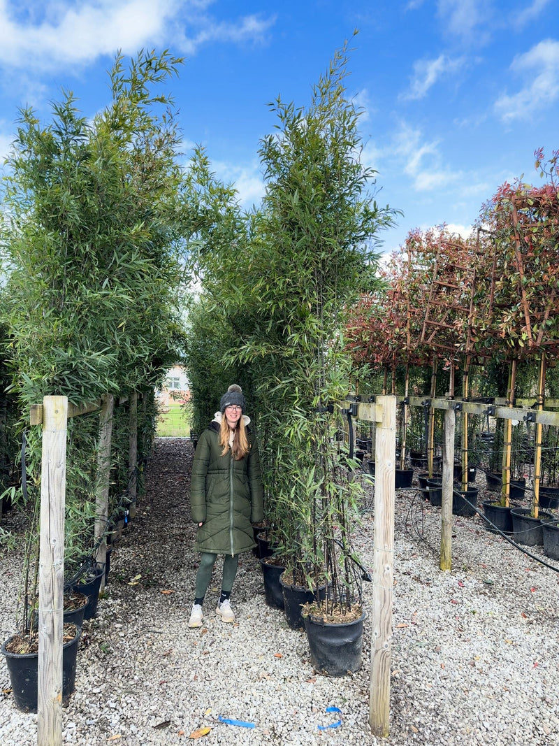 Phyllostachys Nigra Black Bamboo  70 Litre Pot 3 Metres