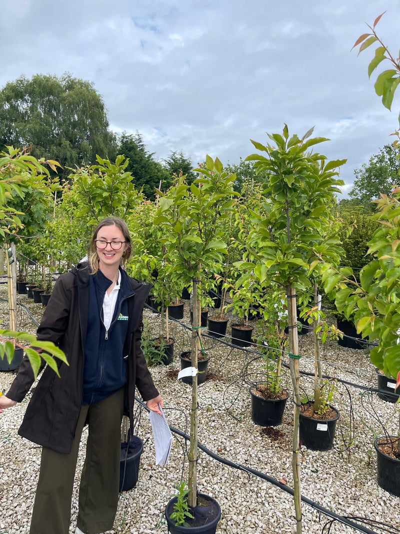 Magnolia Susan 10 Litre Pot Half Standard