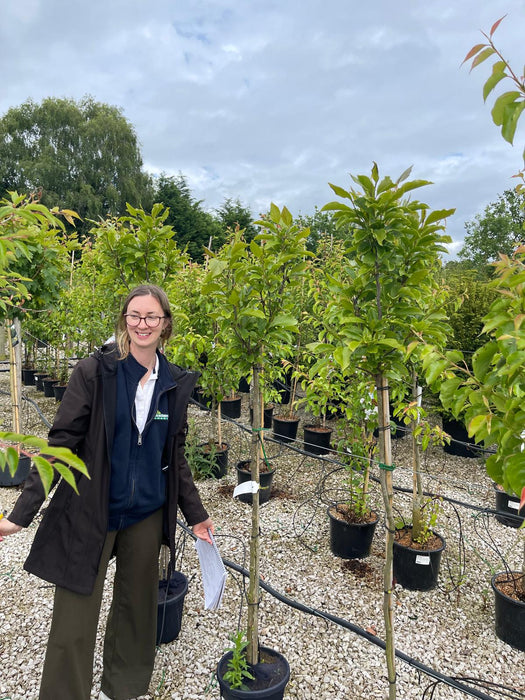 Magnolia Susan 10 Litre Pot Half Standard