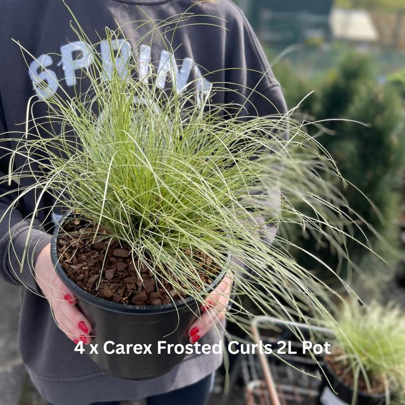 20 x Drought Tolerant Border Pack 2