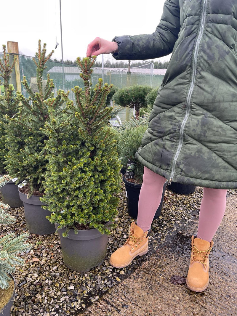 Picea Abies Wills Zwerg 15 Litre Pot