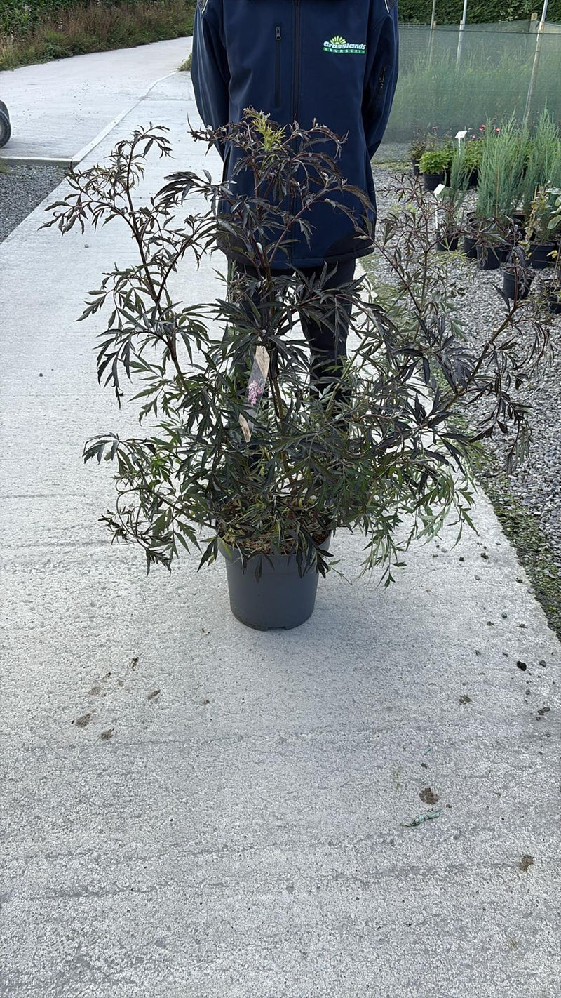 black lace plant in a pot Sambucus Nigra Black Lace 12 Litre Pot 80/100cm — Grasslands Nursery