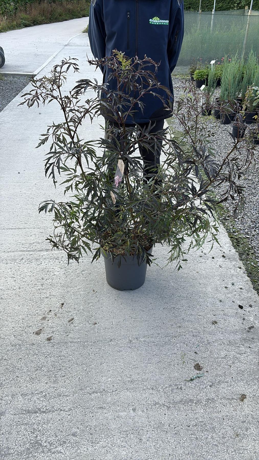 Sambucus Nigra Black Lace 12 Litre Pot 80/100cm