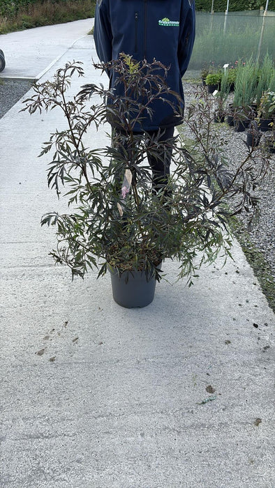 Sambucus Nigra Black Lace 12 Litre Pot 80/100cm