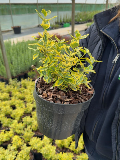Euonymus fortunei 'Emerald 'n' Gold'  3 Litre Pot