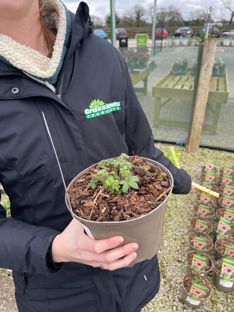 Potentilla Miss Willmott 2 Litre Pot