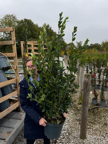 Euonymus Jap. Extravaganza 10 Litre Pot