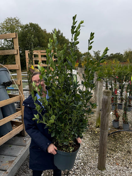 Euonymus Jap. Extravaganza 10 Litre Pot
