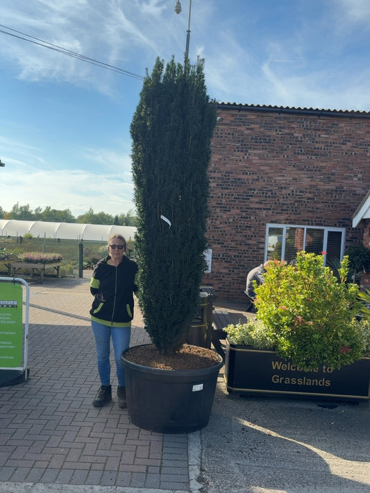 Taxus Baccata Pirat 280 Litre Pot 225-250cm