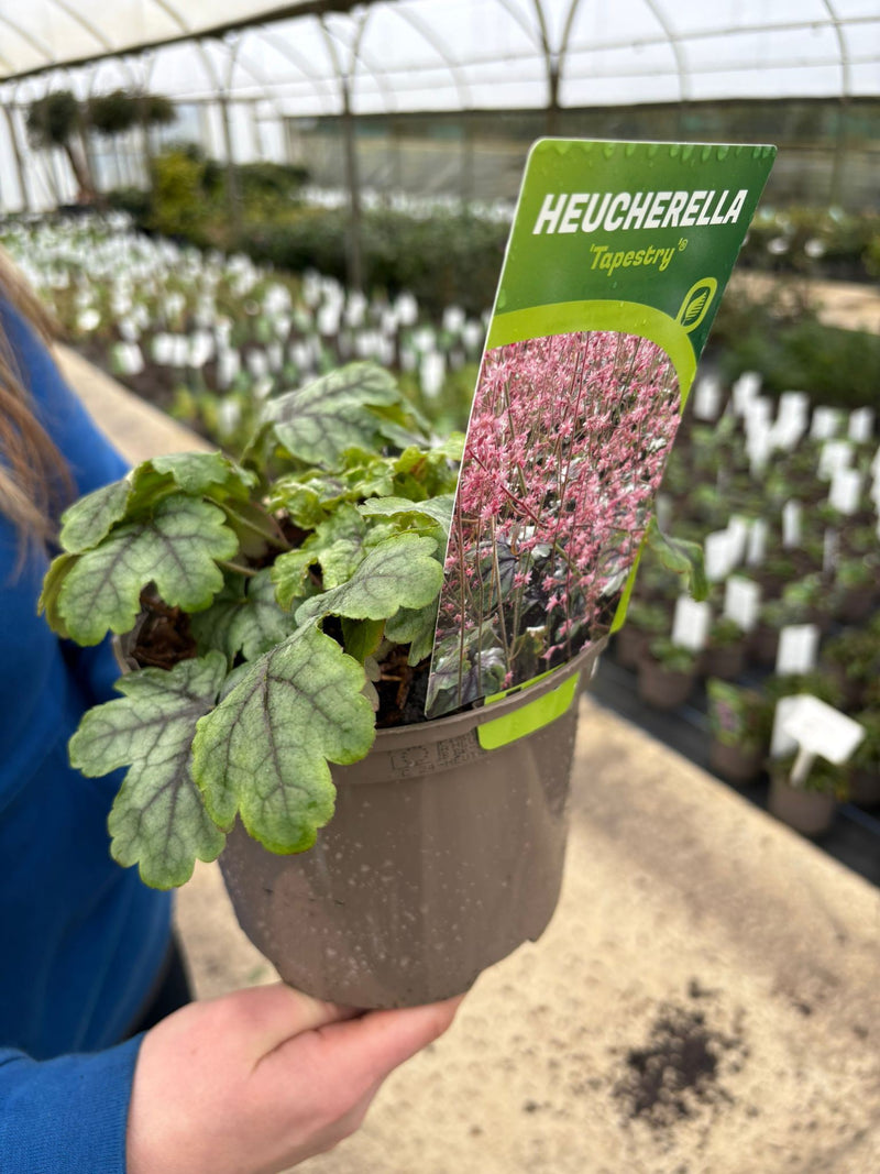 Heucherella Tapestry 2 Litre Pot