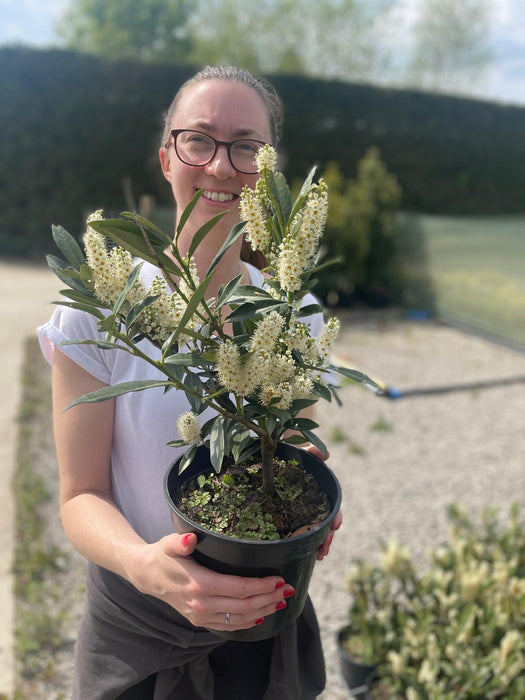 Prunus Otto Luyken 3 Litre Pot