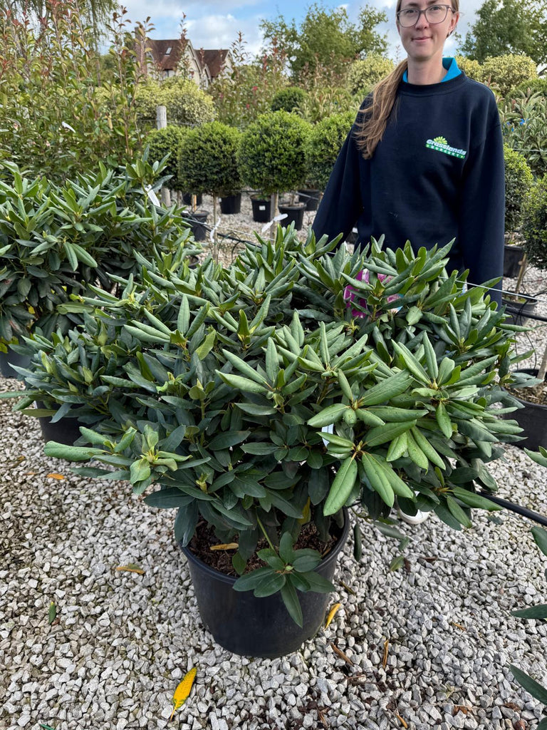Rhododendron Hybrid 'Roseum Elegans' 45 Litre Pot 120cm Wide — Grasslands  Nursery