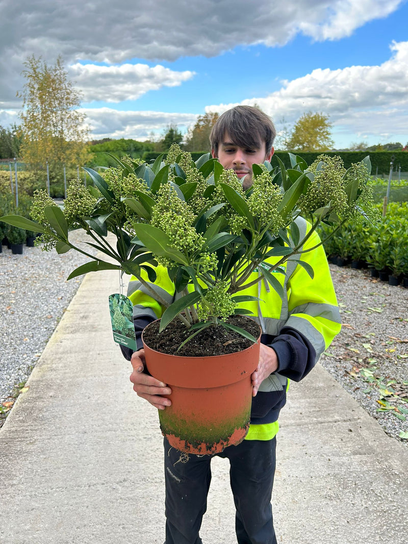 Skimmia Kew Green 10 Litre Pot