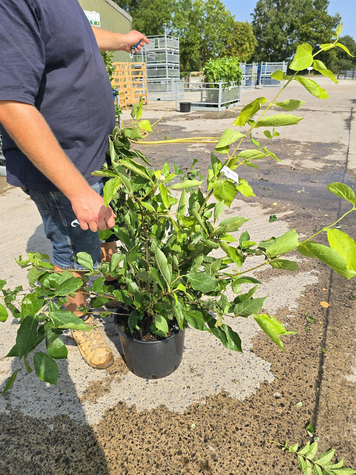 Calycanthus Venus 20 Litre 100cm
