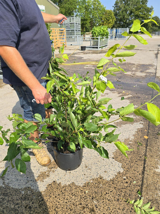 Calycanthus Venus 20 Litre 100cm
