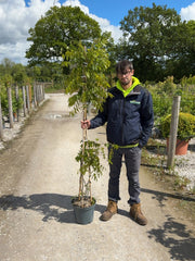 Wisteria Floribunda Rosea 10 Litre Pot