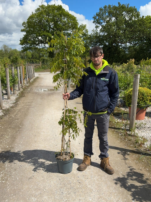 Wisteria Floribunda Rosea 10 Litre Pot