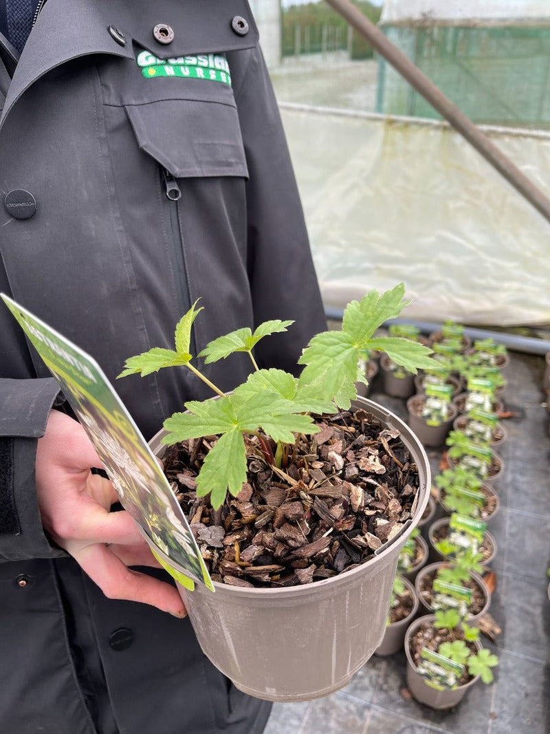 Astrantia maj. Star of Billion 2 Litre Pot