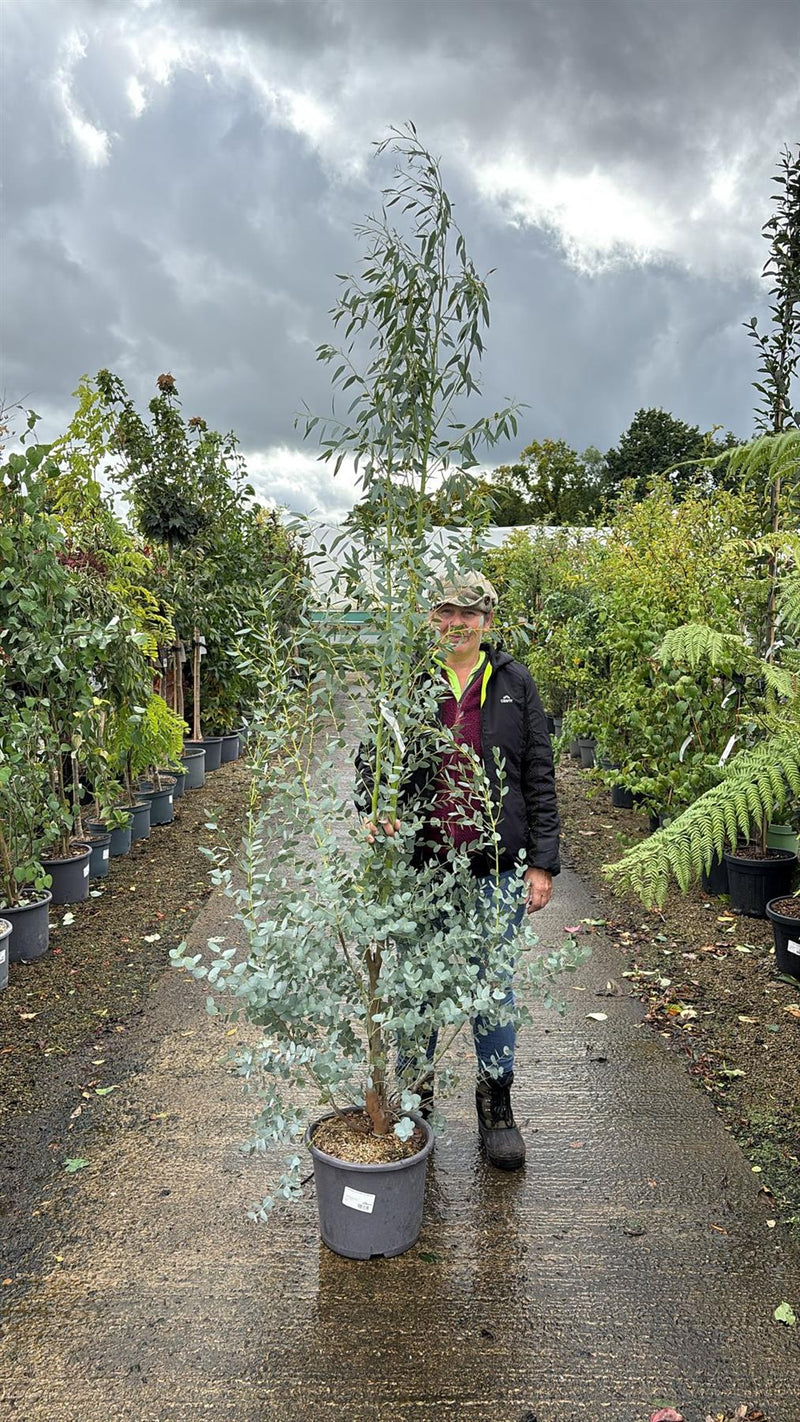 Eucalyptus Silverana 15 Litre Pot