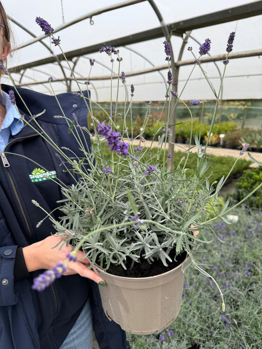 Lavender Angustifolia Hidcote 5 Litre Pot