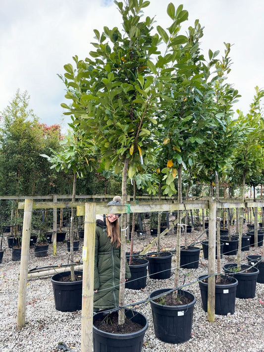 Prunus laur. Novita Cherry Laurel Full Standard 12/14cm