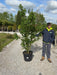 Acer Campestre Multi Stem 175/200cm Pot Growing Ready-Pre-Order June