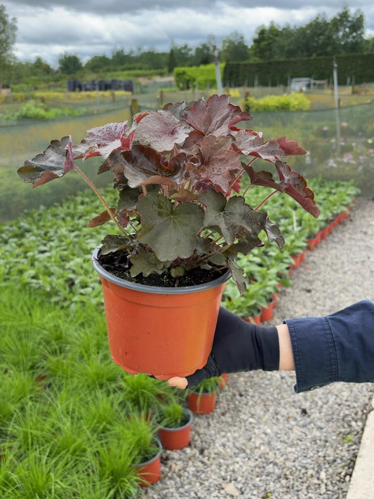Heuchera Palace Purple 2 Litre Pot