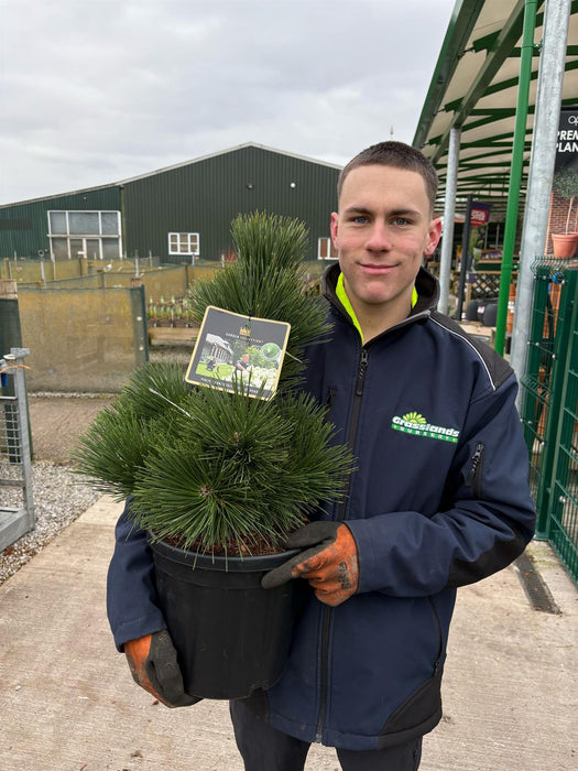 Pinus thunbergii 'Thunderhead' 8 Litre Pot
