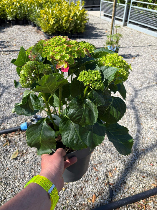 Hydrangea Mac Pink Ball 3Litre Pot