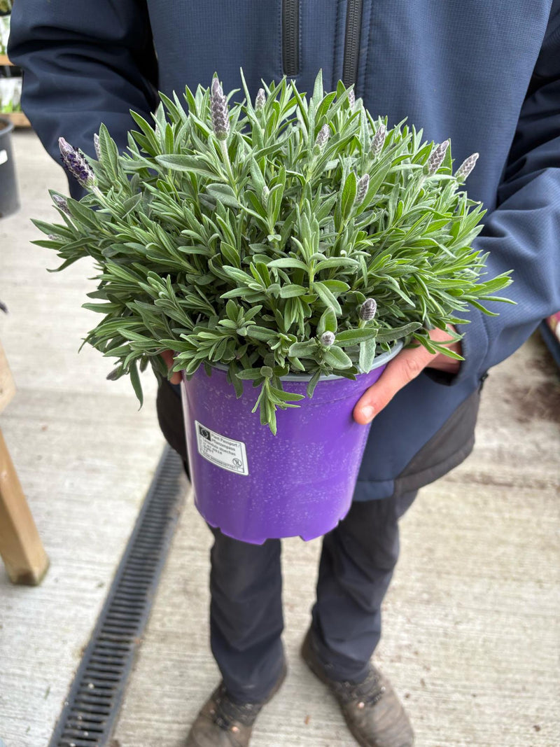 Lavender Stoechas 3 Litre Pot