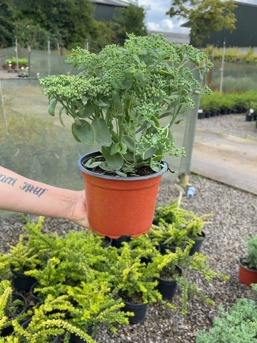 Sedum Autumn Joy 2 Litre Pot