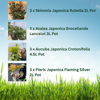 12 x Hardy Shade Loving Shrub Border Pack