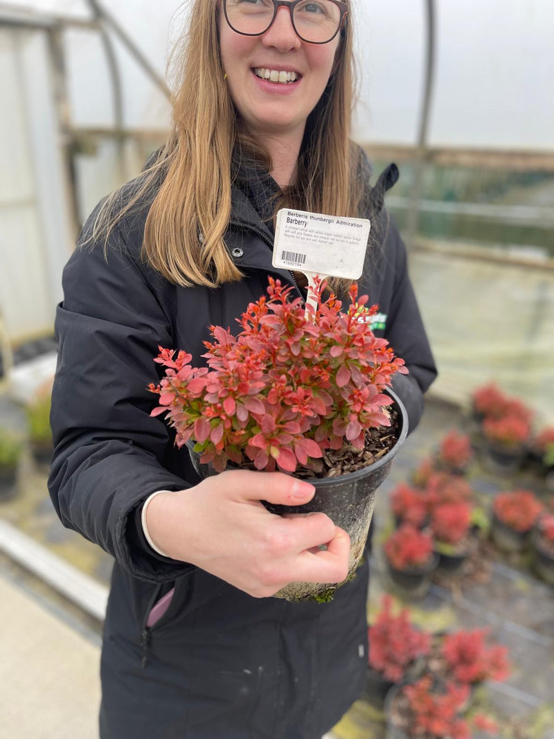 Berberis Admiration 2 Litre Pot