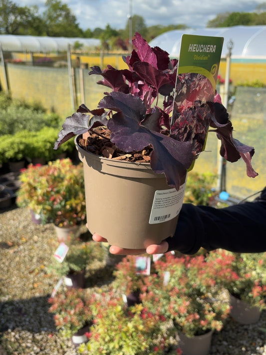 Heuchera Obsidian 2 Litre Pot