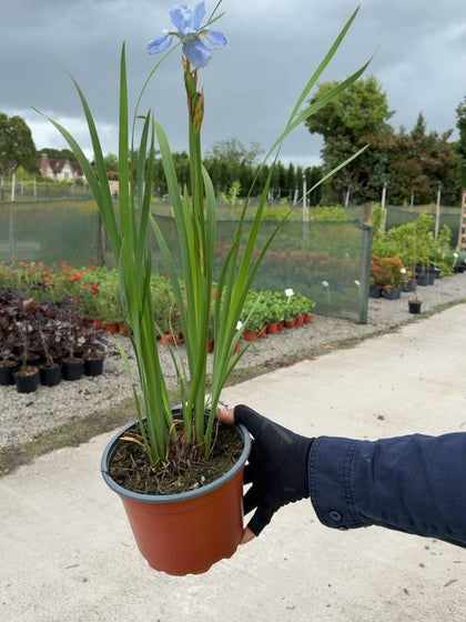 Iris Siberica Perry's Blue 2 Litre Pot