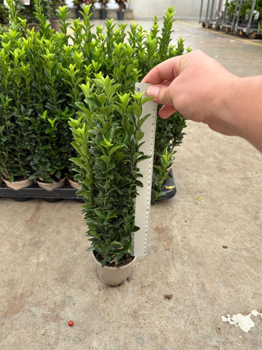 Euonymus japonicus Green Spire 24 x 9cm Mega Pack