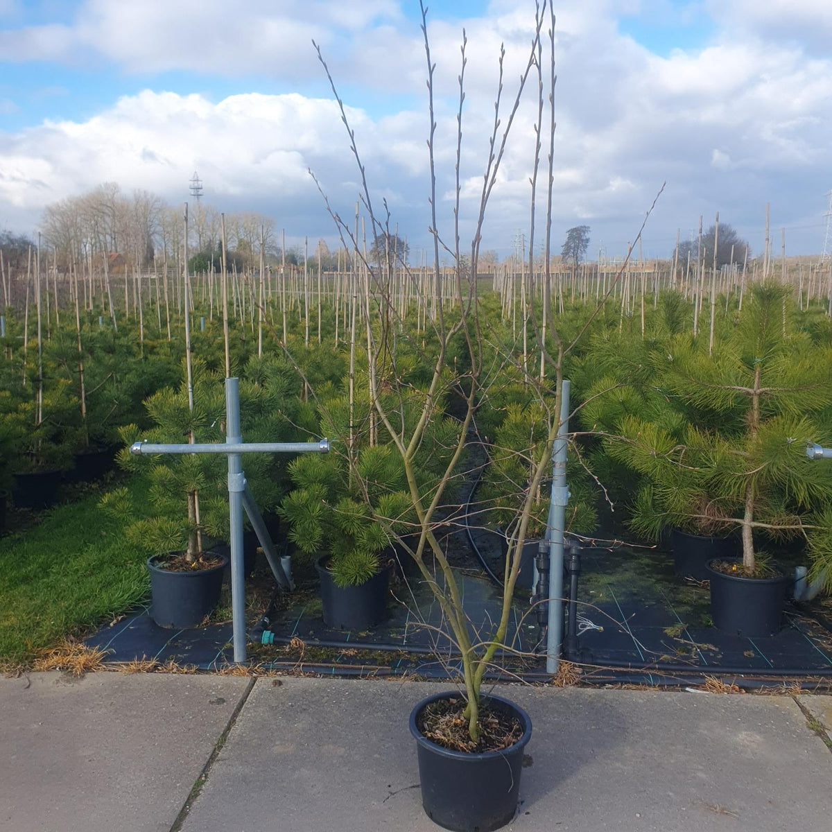 Amelanchier Lamarckii Multi Stem 150/175cm Root Ball
