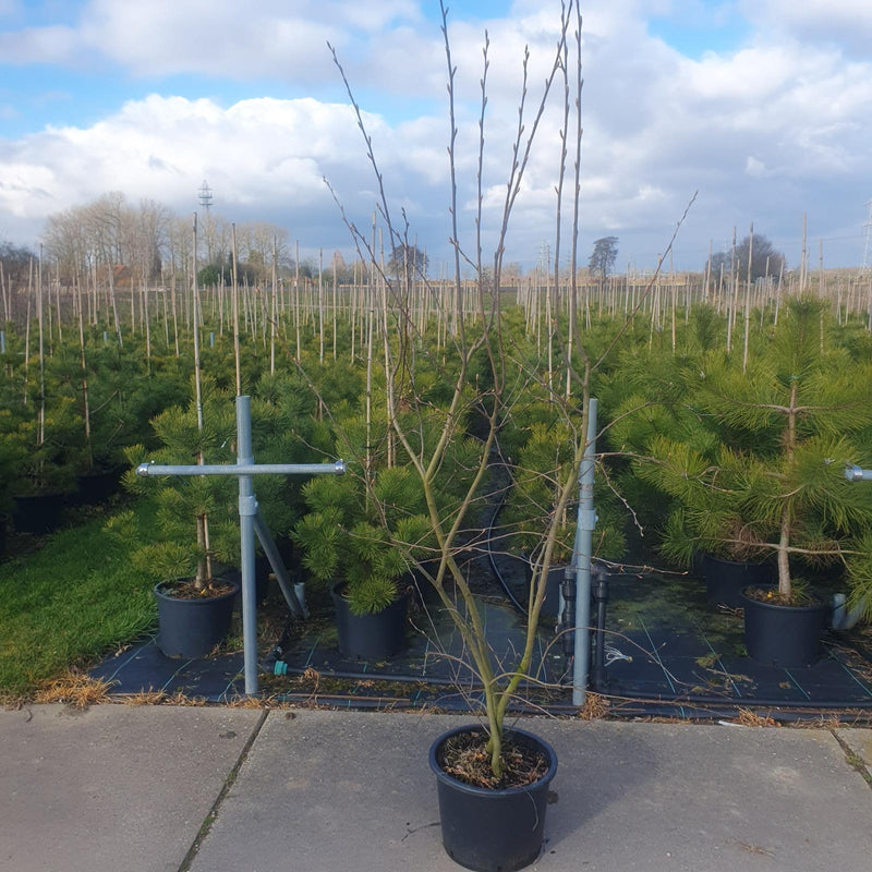 Amelanchier Lamarckii Multi Stem 150/175cm Root Ball