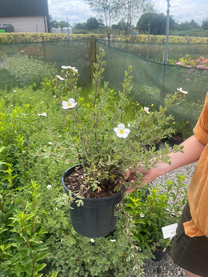 Potentilla Frut. Abbotswood 3 Litre Pot